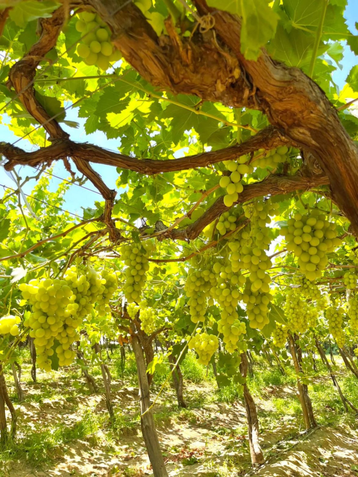 Green grape vineyard