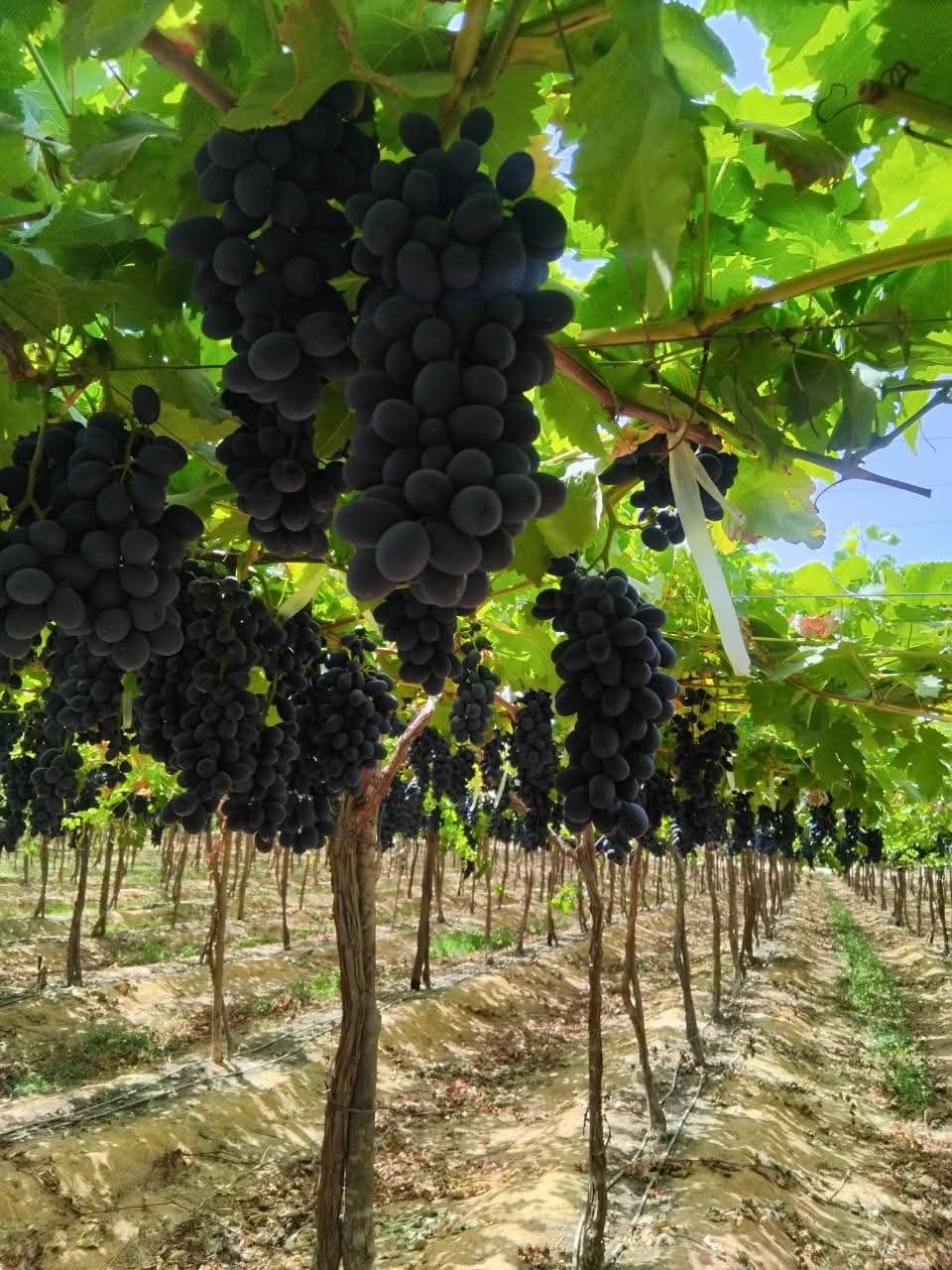 Black grape vineyard