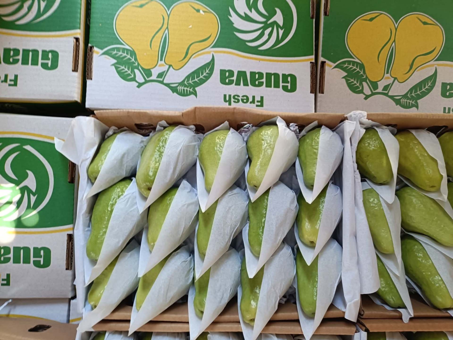جوافة 3