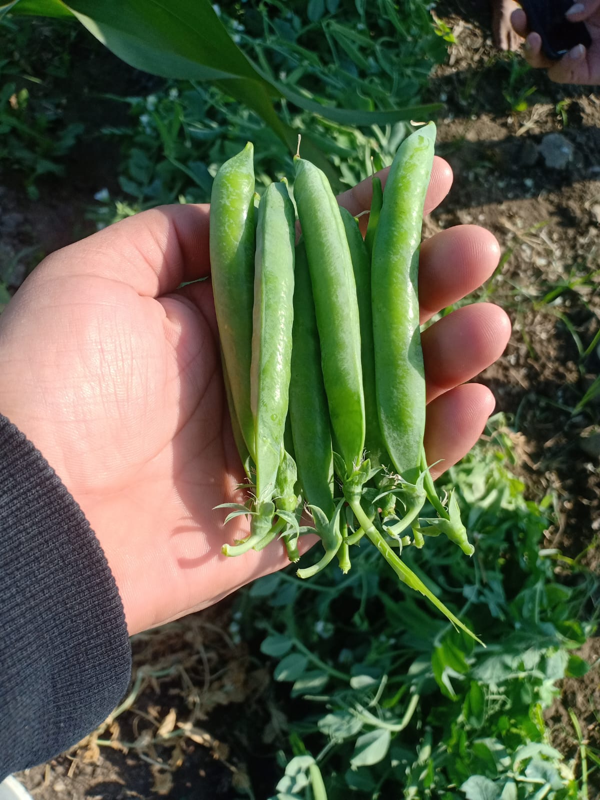 Fresh snow peas from the field