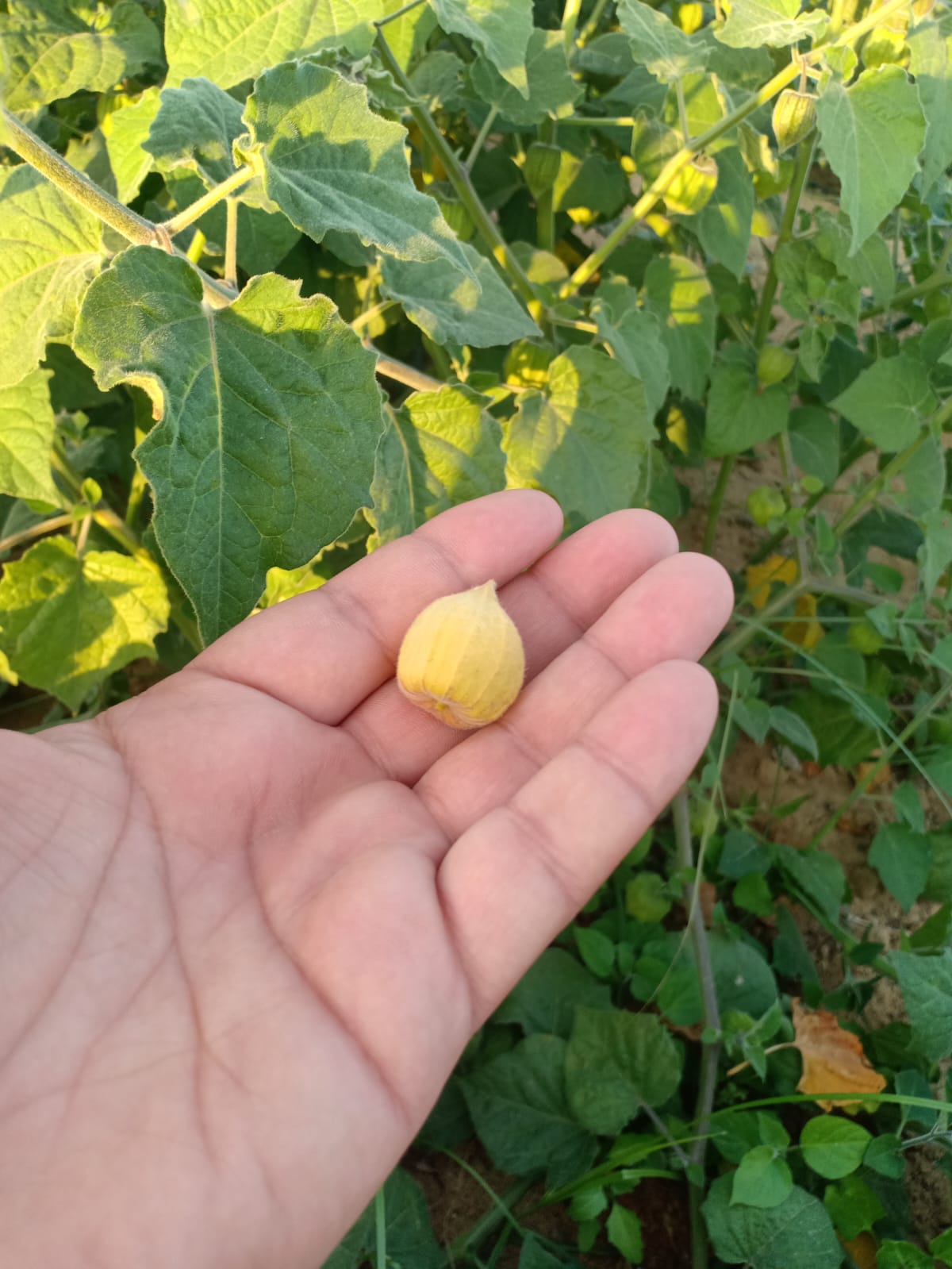 Physalis plant in the field