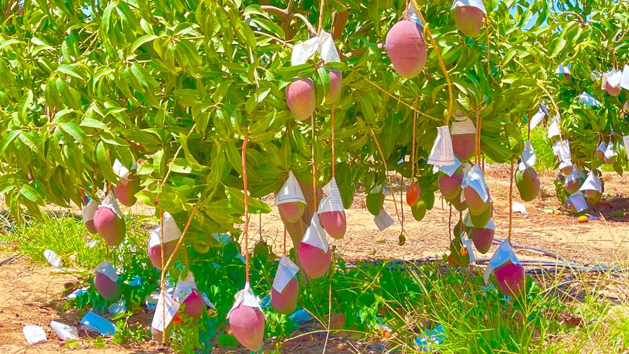 Mango orchard