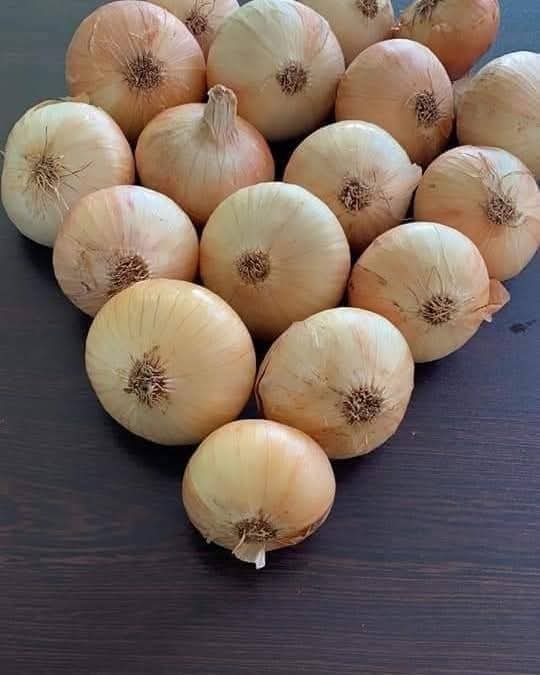 بصل