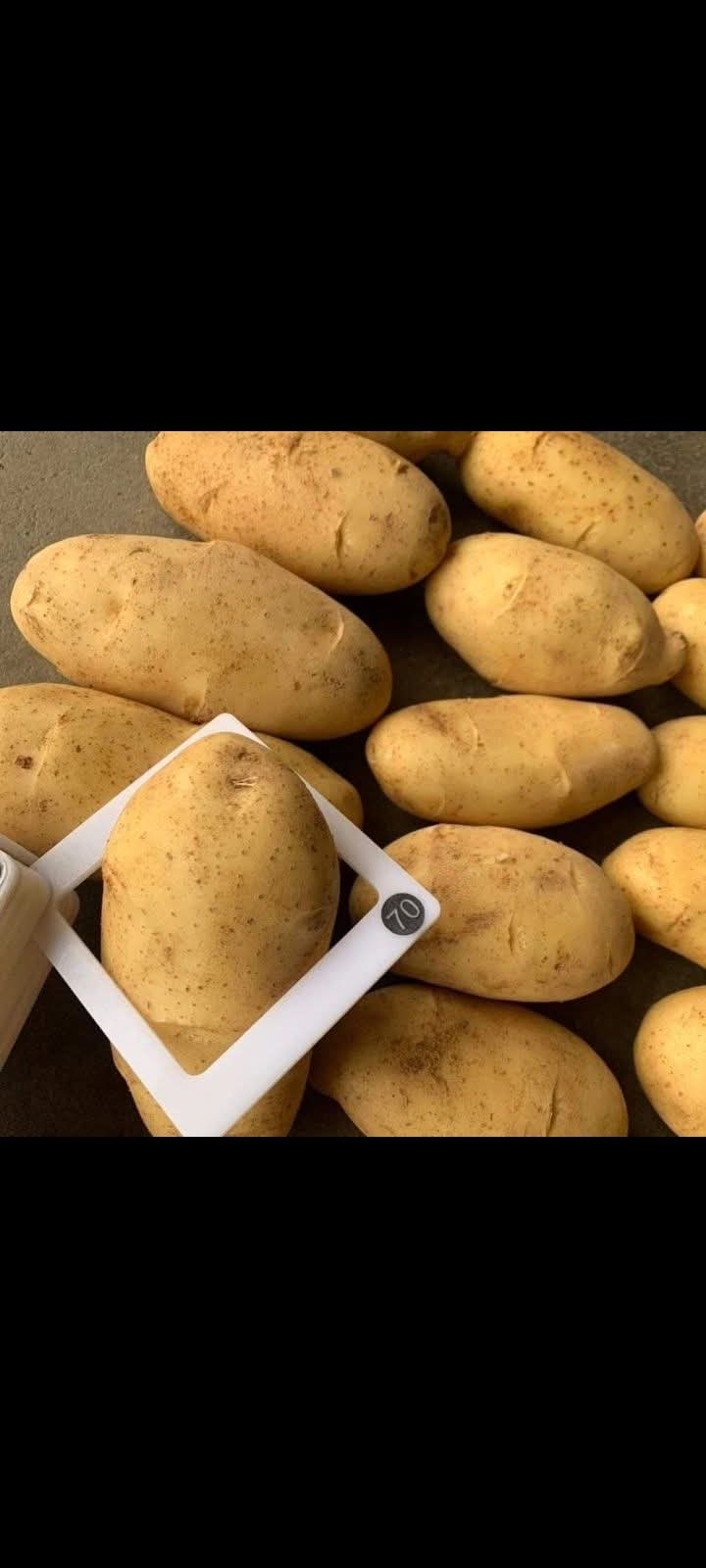 بطاطس