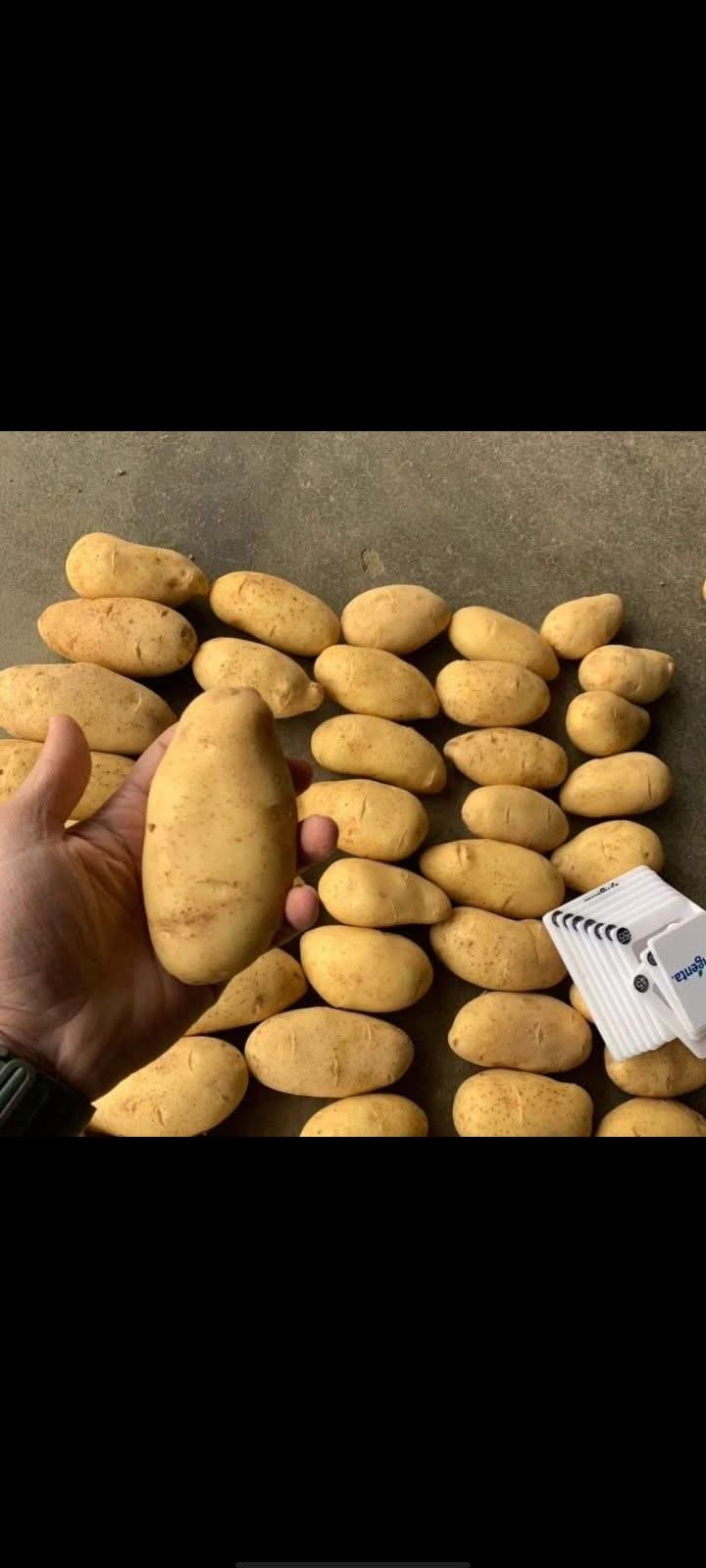 بطاطس 2