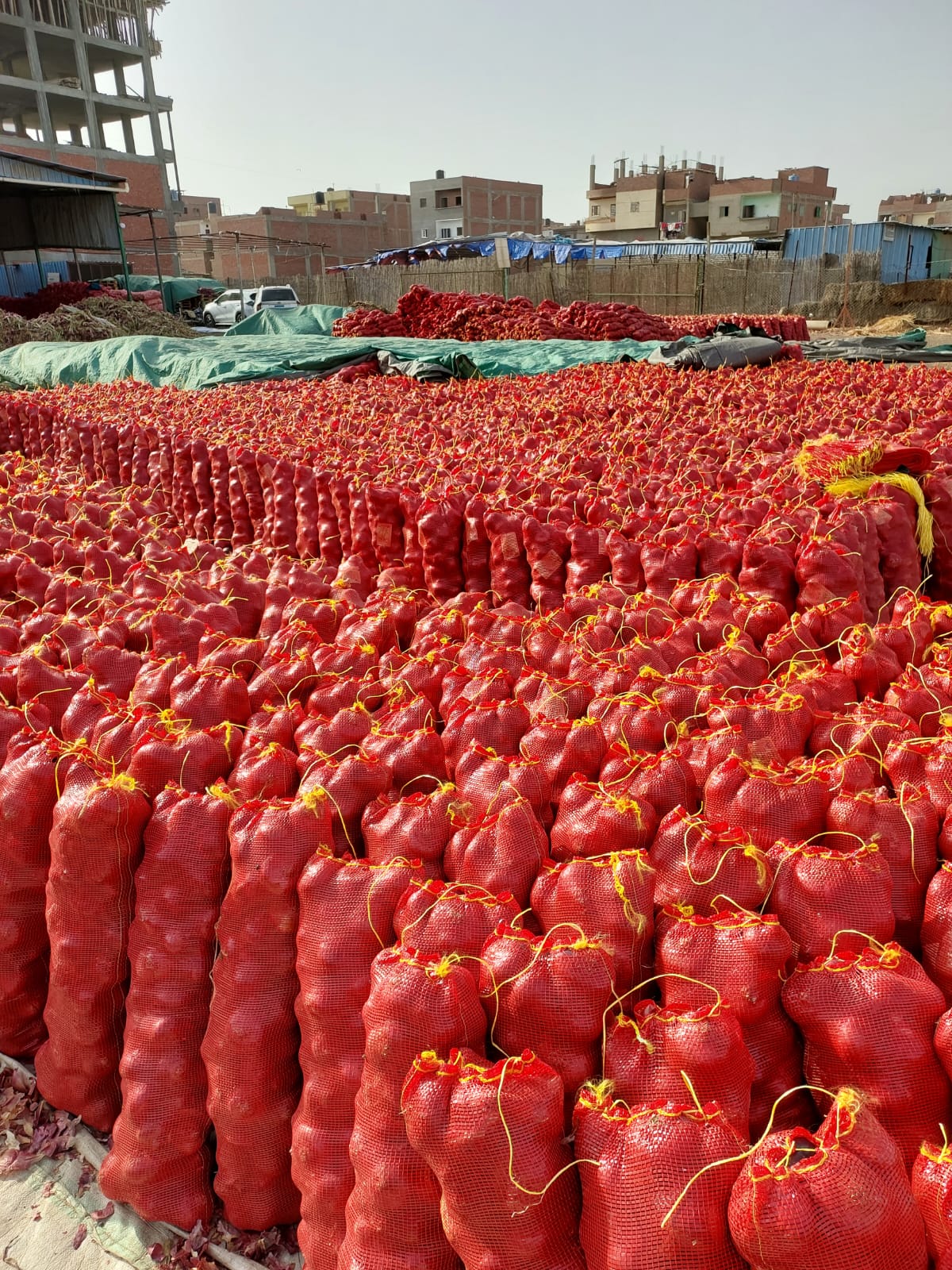 Red onion bags ready for export