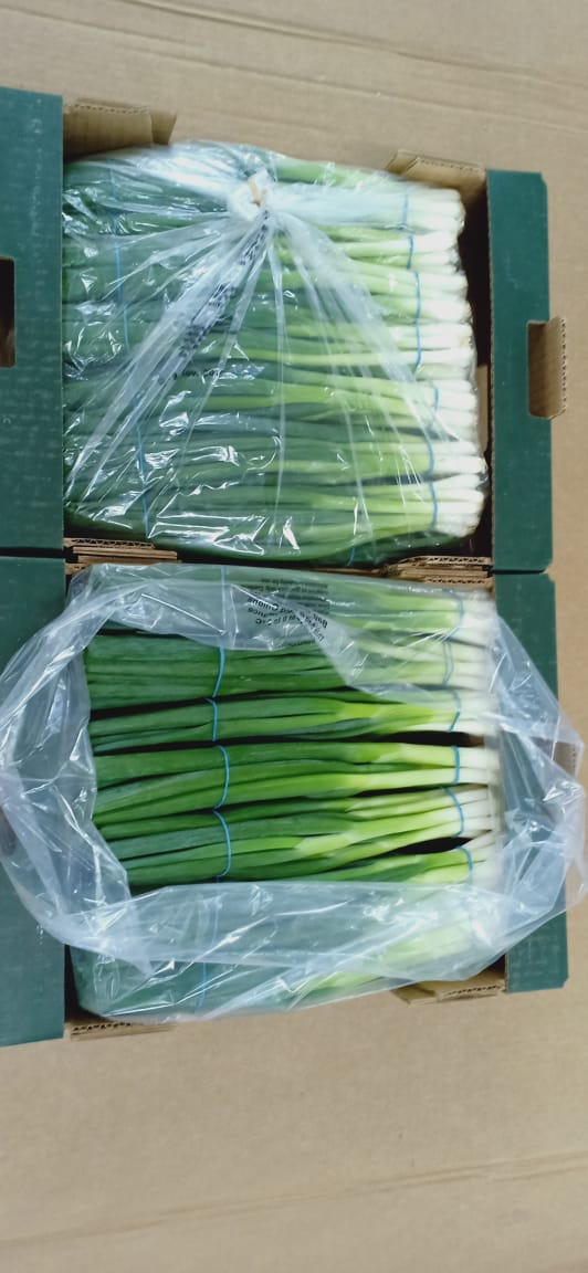 بصل أخضر