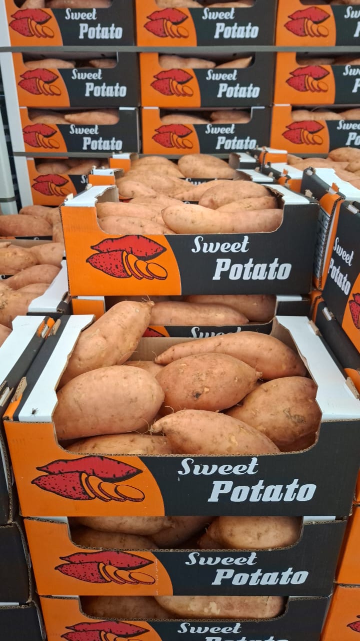 بطاطا حلوة